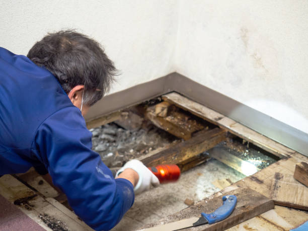 Kingsland, TX Mold Removal Company