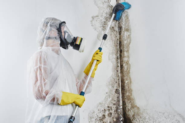Best Affordable Mold Removal  in Kingsland, TX