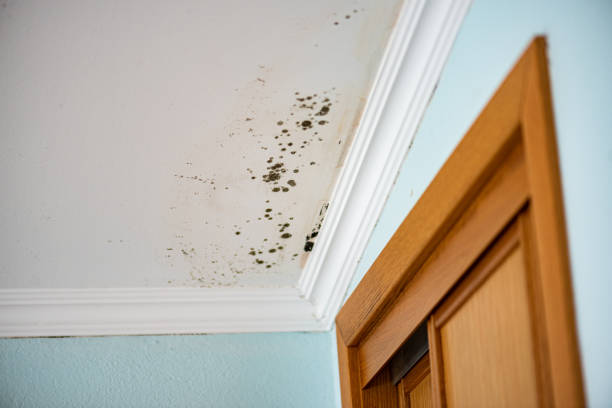 Best Crawl Space Mold Removal  in Kingsland, TX