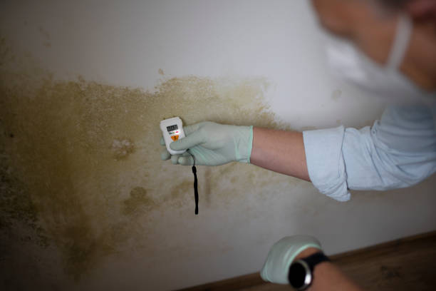 Best Black Mold Removal  in Kingsland, TX