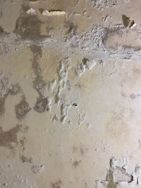 Best Certified Mold Removal  in Kingsland, TX