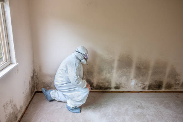 Best Commercial Mold Removal  in Kingsland, TX