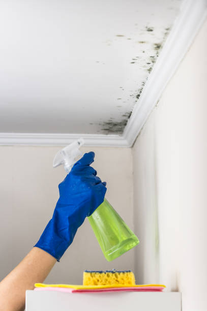 Best Fast Mold Removal  in Kingsland, TX